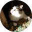 Donna Opray Avatar